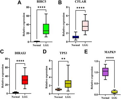 Prognostic Model and Nomogram Construction and Validation With an Autophagy-Related Gene Signature in Low-Grade Gliomas